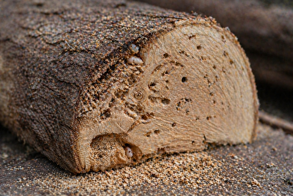 Présence d'insectes dans les bûches