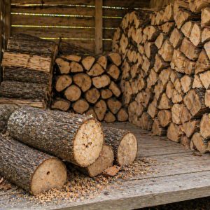 Moisissure des bûches